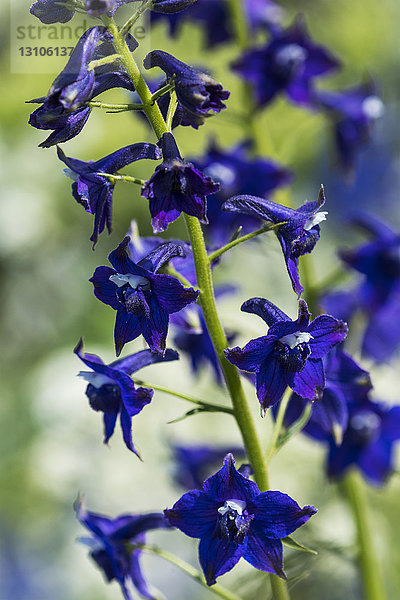 Delphineum blüht auf dem Saddle Mountain; Elsie  Oregon  Vereinigte Staaten von Amerika