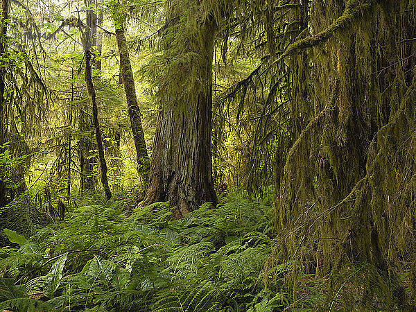 Moosbewachsene Bäume und Farne in einem Regenwald am Nile Creek  in der Nähe von Campbell River; British Columbia  Kanada