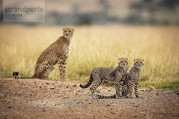 Zwei Gepardenjunge (Acinonyx jubatus) sitzend und stehend in der Nähe von Geparden  Maasai Mara National Reserve; Kenia