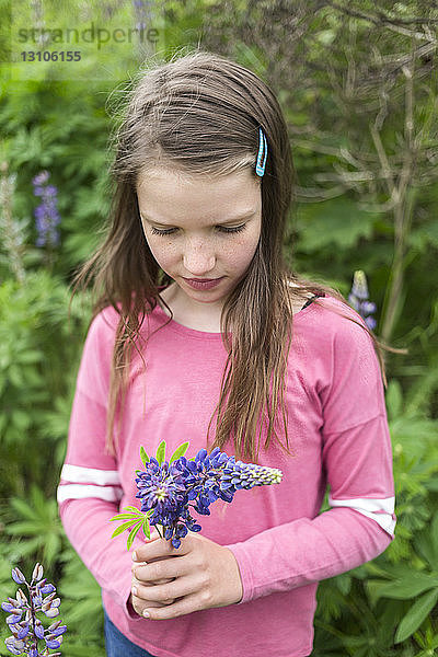 Ein Mädchen auf einer Wiese mit Wildblumen; Salmon Arm  British Columbia  Kanada