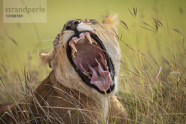 Löwin (Panthera leo) im langen Gras liegend  gähnt breit  Maasai Mara National Reserve; Kenia