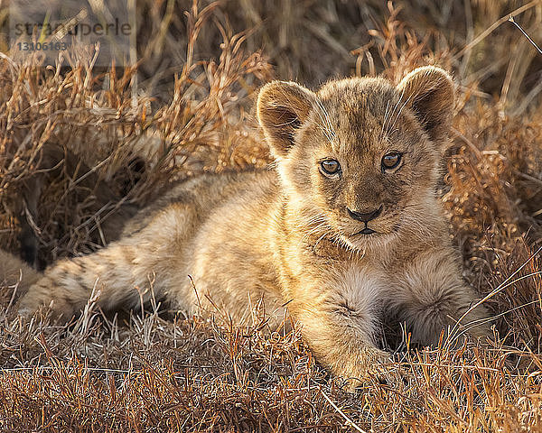Löwenjunge (Panthera leo) bei Sonnenuntergang im Ngorongoro-Krater; Tansania