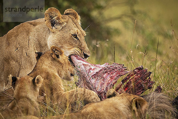 Nahaufnahme einer Löwin (Panthera leo) und ihrer Jungen beim Fressen einer Beute  Maasai Mara National Reserve; Kenia