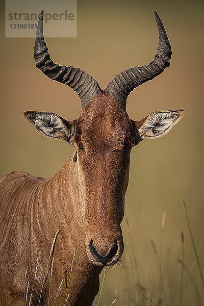 Nahaufnahme des Kopfes eines Topi (Damaliscus lunatus jimela) im Gras  Maasai Mara National Reserve; Kenia