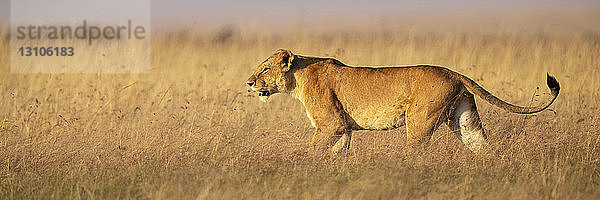 Panorama einer Löwin (Panthera Leo) im Gras im Profil  Maasai Mara National Reserve; Kenia