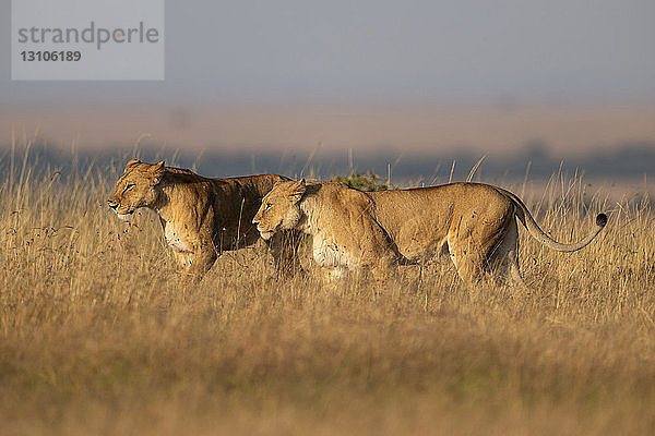 Zwei Löwinnen (Panthera leo) gehen Seite an Seite im langen Gras  Maasai Mara National Reserve; Kenia