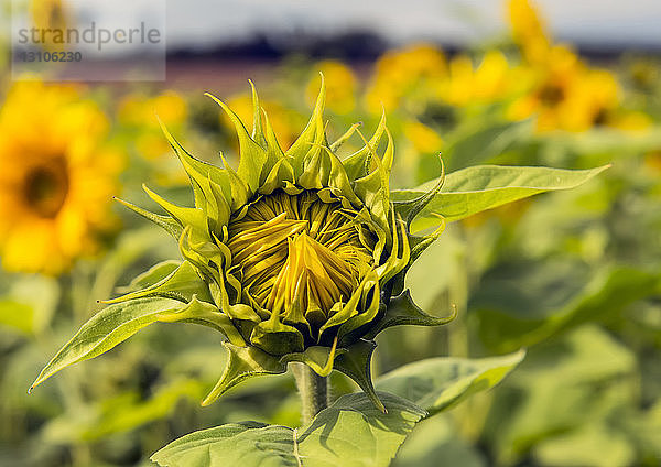 Sonnenblume zu Beginn der Blütezeit; Northumberland  England