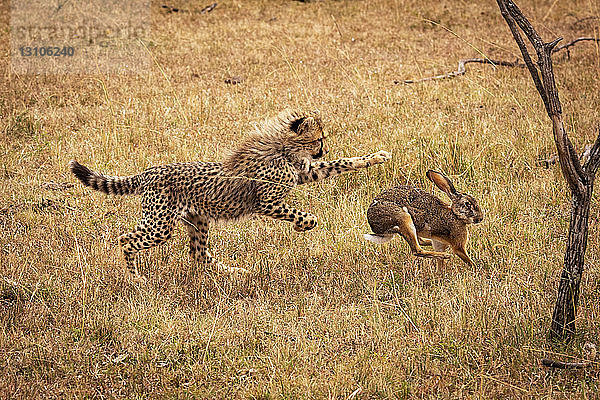 Gepardenjunges (Acinonyx jubatus) auf der Jagd nach Buschhasen (Lepus saxatilis)  Maasai Mara National Reserve; Kenia