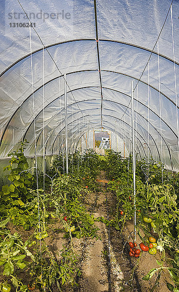 Tomaten und anderes Gemüse in einem Gewächshaus im Stil eines Reifens; Palmer  Alaska  Vereinigte Staaten von Amerika