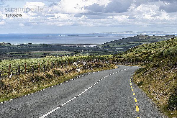 Schafe (Ovis aries) grasen an einem Straßenrand mit Blick auf das Meer; Castlegregory  Grafschaft Kerry  Irland