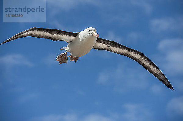 Schwarzbrauenalbatros (Thalassarche melanophris) im Flug; Saunder's Island  Falklandinseln