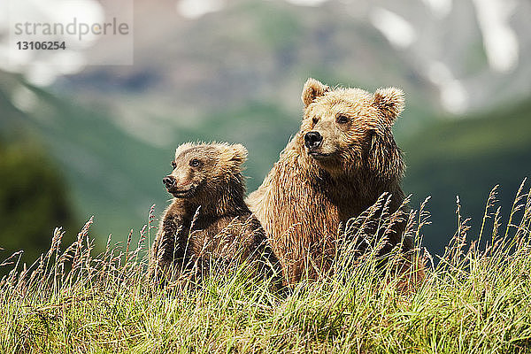 Zwei Kodiakbären (Ursus arctos middendorffi) sitzen im Gras an einem Berghang  Katmai National Park; Alaska  Vereinigte Staaten von Amerika