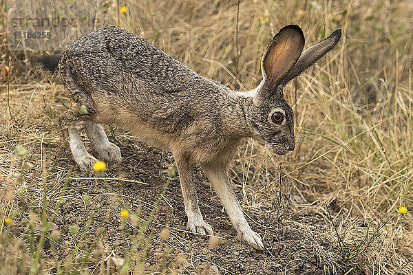 Kaninchen mit großen Ohren  Cascade Siskiyou National Monument; Ashland  Oregon  Vereinigte Staaten von Amerika