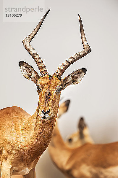 Männliches Impala (Aepyceros melampus)  Mashatu Game Reserve; Botswana