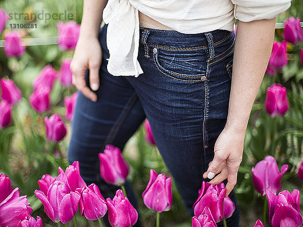 Eine Frau steht in einem Tulpenfeld; Abbotsford  British Columbia  Kanada