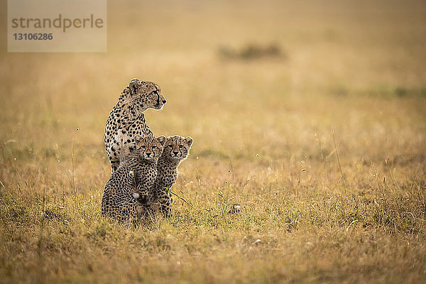 Gepard (Acinonyx jubatus) sitzt mit zwei Jungtieren im Gras  Maasai Mara National Reserve; Kenia