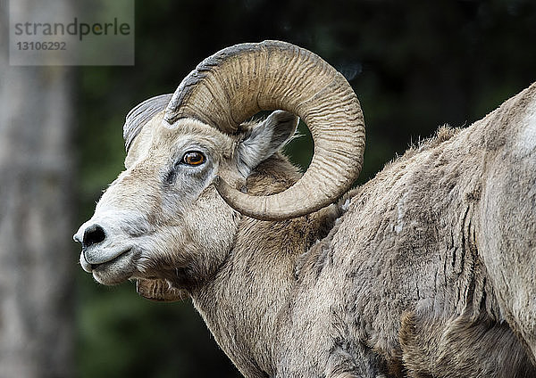 Dickhornschaf (Ovis canadensi) in den kanadischen Rockies  in der Nähe von Banff; Alberta  Kanada