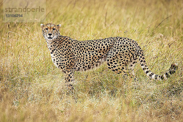 Gepard (Acinonyx jubatus) steht im Profil im langen Gras  Maasai Mara National Reserve; Kenia