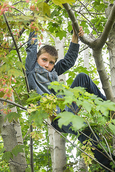 Junge klettert auf einen Baum; Salmon Arm  British Columbia  Kanada