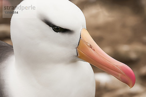 Schwarzbrauenalbatros (Thalassarche melanophris); Saunder's Island  Falklandinseln