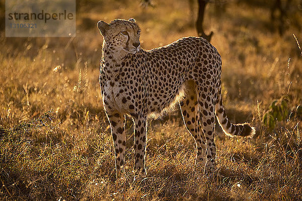 Im Gegenlicht stehender Gepard (Acinonyx jubatus) in der Savanne bei Sonnenuntergang  Maasai Mara National Reserve; Kenia
