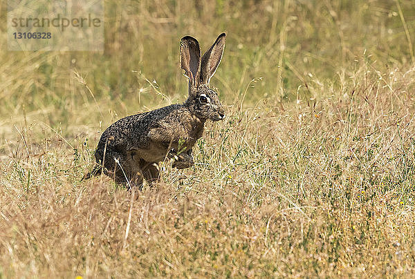Kaninchen läuft im Sommer durch das Gras  Cascade Siskiyou National Monument; Ashland  Oregon  Vereinigte Staaten von Amerika