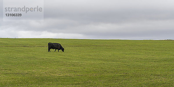 Eine schwarze Kuh weidet auf einer Wiese; Killala  Grafschaft Mayo  Irland