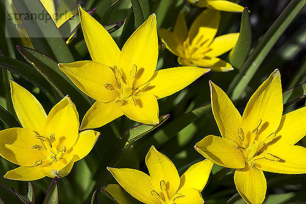 Nahaufnahme von leuchtend gelben Sterntulpen (Calochortus elegans); Calgary  Alberta  Kanada