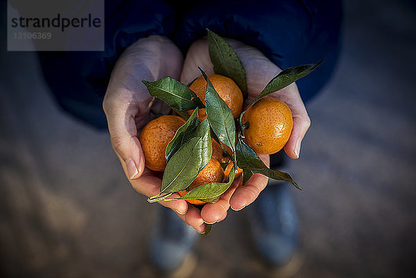 Hände  die Mandarin-Orangen halten; Peking  China