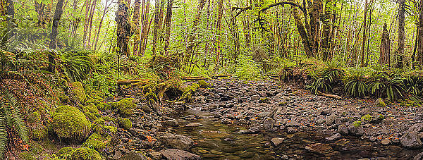 Bachlauf durch einen üppigen Regenwald; Port Renfrew  British Columbia  Kanada