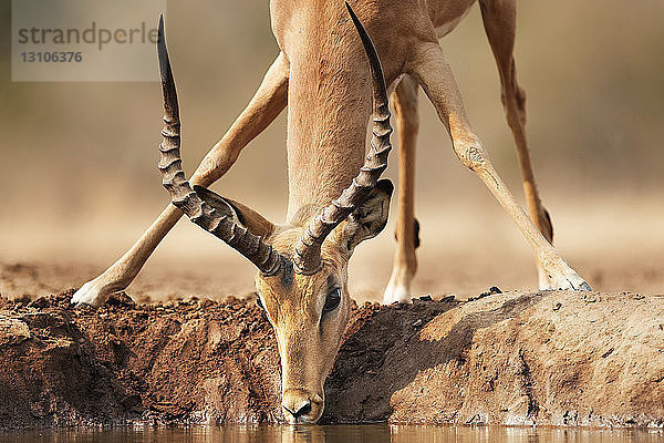 Männliches Impala (Aepyceros melampus) beim Trinken am Wasserloch  Mashatu Game Reserve; Botswana