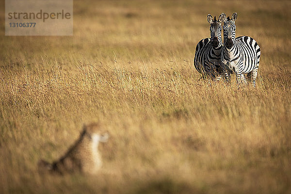 Zwei Burchell-Zebras (Equus quagga burchellii) beobachten Geparden (Acinonyx jubatu) im langen Gras  Maasai Mara National Reserve; Kenia