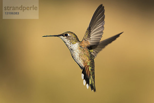 Kolibri im Flug  Cascade Siskiyou National Monument; Ashland  Oregon  Vereinigte Staaten von Amerika