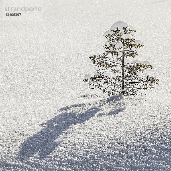 Schneebedeckter Baum mit Schatten im glitzernden  sauberen weißen Schnee; Thunder Bay  Ontario  Kanada