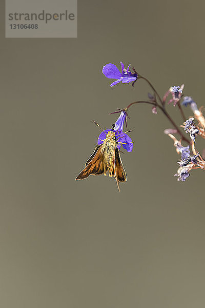 Auf einer Blume ruhender Schmetterling  Cascade Siskiyou National Monument; Ashland  Oregon  Vereinigte Staaten von Amerika