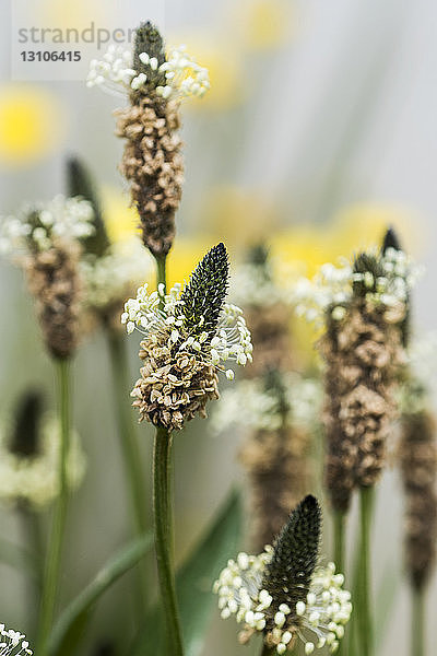 Englischer Wegerich (Plantago lanceolata)  ein weit verbreitetes Unkraut in Oregon; Astoria  Oregon  Vereinigte Staaten von Amerika