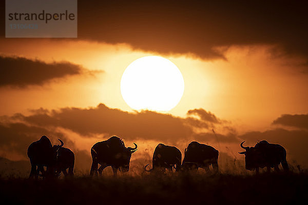 Sechs Streifengnus (Connochaetes taurinus) im Schatten der untergehenden Sonne  Maasai Mara National Reserve; Kenia
