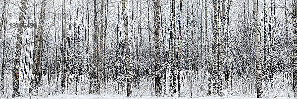 Panorama von mit Frost bedeckten Baumstämmen im Winter; Thunder Bay  Ontario  Kanada