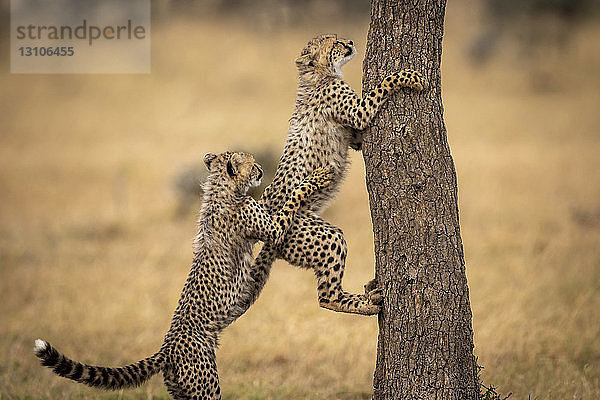 Gepardenjunge (Acinonyx jubatus) zieht einen weiteren Kletterbaum zurück  Maasai Mara National Reserve; Kenia