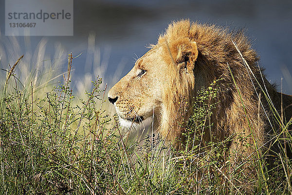 Männlicher Löwe (Panthera Leo) hinter einem Busch im Sonnenschein liegend  Maasai Mara National Reserve; Kenia