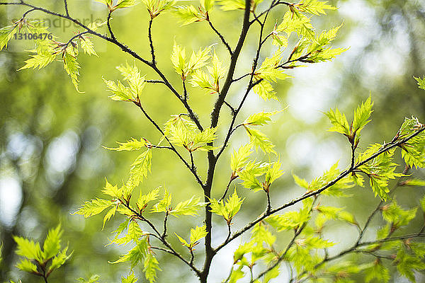 Üppiges grünes Laub auf Baumzweigen im Frühling; Vancouver  British Columbia  Kanada