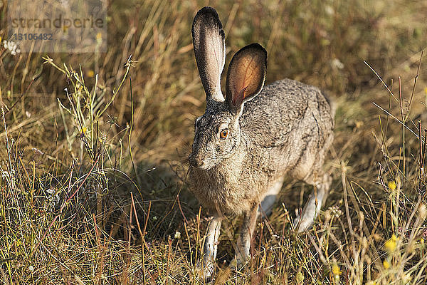 Kaninchen mit großen Ohren  Cascade Siskiyou National Monument; Ashland  Oregon  Vereinigte Staaten von Amerika