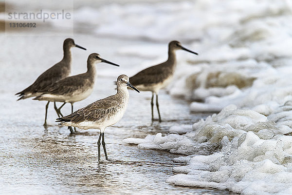 Strandläufer (Scolopacidae)  die auf dem Schaum am Ufer stehen  wenn die Flut zurückgeht; Hopkins  Belize