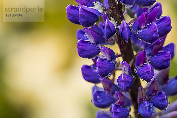 Russell-Lupine (Lupinus polyphyllus) blüht in einem Garten in Oregon; Astoria  Oregon  Vereinigte Staaten von Amerika