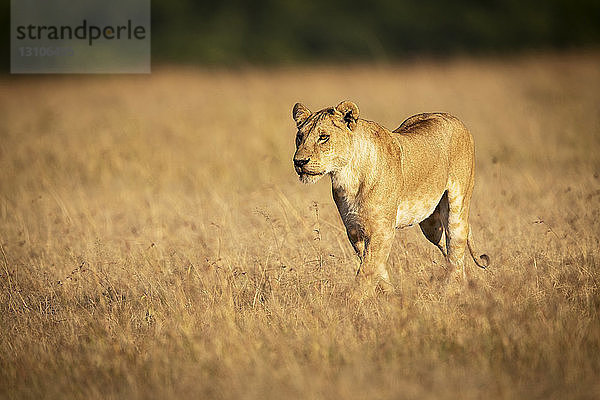 Löwin (Panthera leo) geht über trockenes Gras in der Savanne  Maasai Mara National Reserve; Kenia