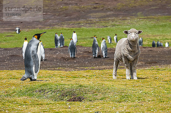 Königspinguine (Aptenodytes patagonicus) und ein Schaf (Ovis aries) auf einem Feld; Falklandinseln