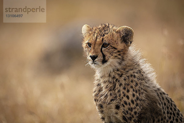 Nahaufnahme eines Gepardenjungen (Acinonyx jubatus)  der im goldenen Gras sitzt  Maasai Mara National Reserve; Kenia