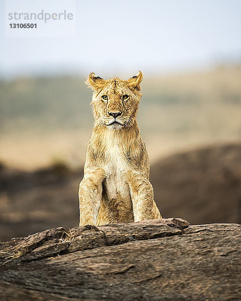 Porträt eines Löwenjungen (Panthera leo)  der auf einem Felsen sitzt und in eine Kamera schaut; Kenia