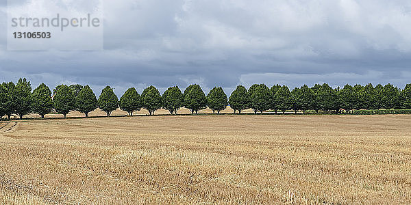 Eine Reihe von Bäumen am Rande eines goldenen Feldes; Buttevant  Grafschaft Cork  Irland
