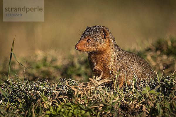 Zwergmanguste (Helogale parvula) sitzt im Gras und schaut nach links  Maasai Mara National Reserve; Kenia